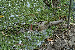 0776 Wildlife Habitat Port Douglas